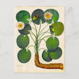 Vintage botanische Wasserlilie Reise Postkarte