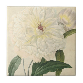 Vintage botanische weiße Pfingstrose Fliese
