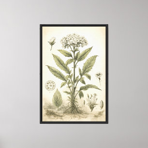 Vintage botanische wissenschaftliche Illustration Leinwanddruck