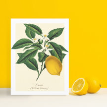 Vintage botanische Zitronenfruchtblossom-Blätter