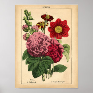 Vintage botanischer Herbst-Blumen-Druck, 1860 Poster
