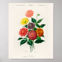 Vintage Botanischer Rote-Dahlie-Plakat Poster