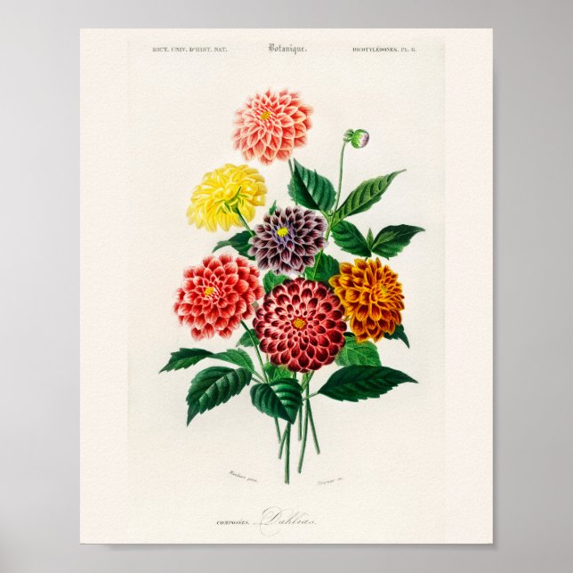 Vintage Botanischer Rote-Dahlie-Plakat Poster (Vorne)