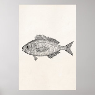 Vintage Brachsen Fisch - Vorlage für Wasserfische Poster