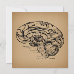Vintage Brain Diagram Antique Medical Anatomy Art Feiertagskarte