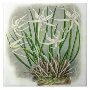 Vintage Brassavola Cuculatta Orchid Blume Fliese