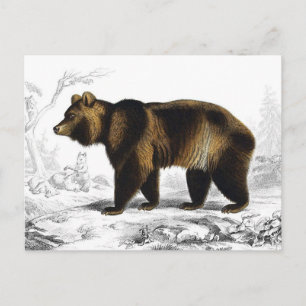Vintage Braunbär 1849 Buchillustration Postkarte