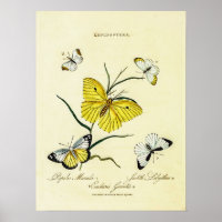 Vintage britische Schmetterlinge