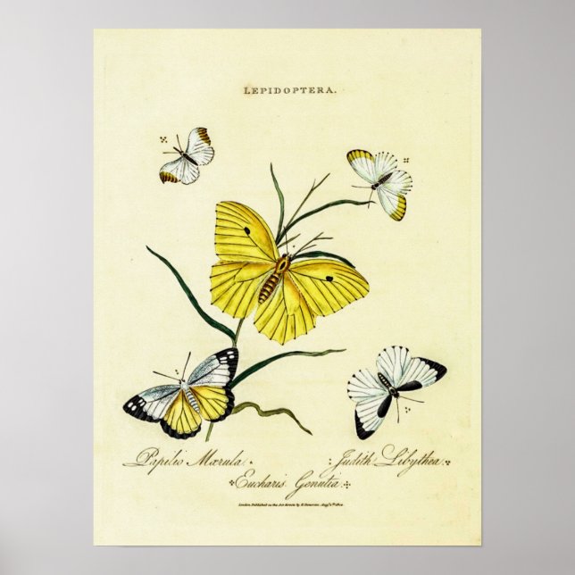 Vintage britische Schmetterlinge Poster (Vorne)