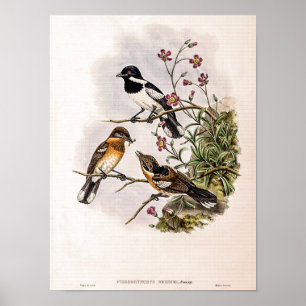 Vintage-Brokatfliegenschnäpper von John Gould Poster