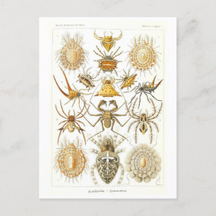 Vintage-Buchillustration Spinnen Postkarte