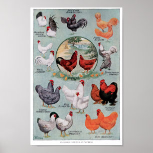 Vintage Buchseite für Hühner Poster