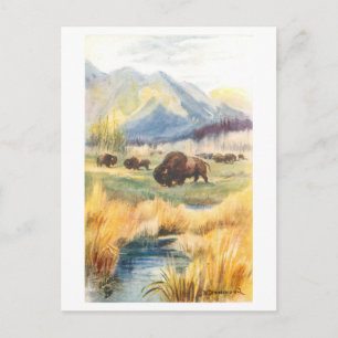 Vintage Büffel in Banff, Kanadische Rocky Mountain Postkarte