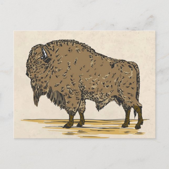 Vintage Büffel Postkarte (Vorderseite)
