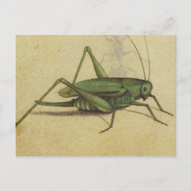 Vintage Bug Cricket Insect Postkarte (Vorderseite)
