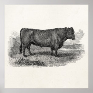 Vintage Bull Illustration Retro Kuh Bulls aus dem Poster