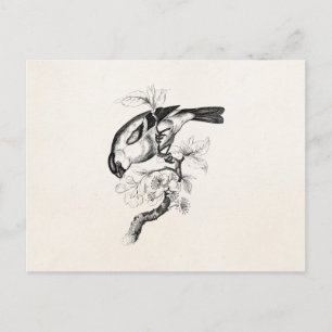 Vintage Bullfinch Bird Illustration aus dem 18. Ja Postkarte