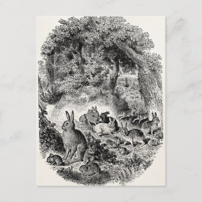 Vintage Bunny Rabbits 1800s Bunnies Rabbit Postkarte (Vorderseite)