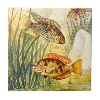 Vintage Buntbarsch Fliese