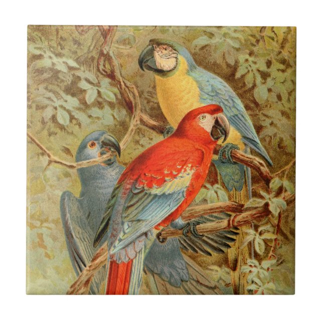 Vintage bunte Macaws Fliese (Vorderseite)