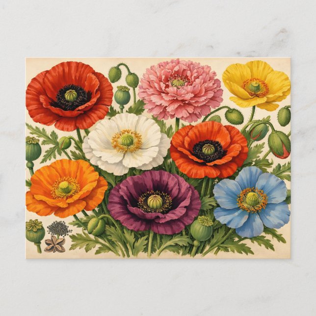 Vintage bunte Mohnblumen  Postkarte (Vorderseite)