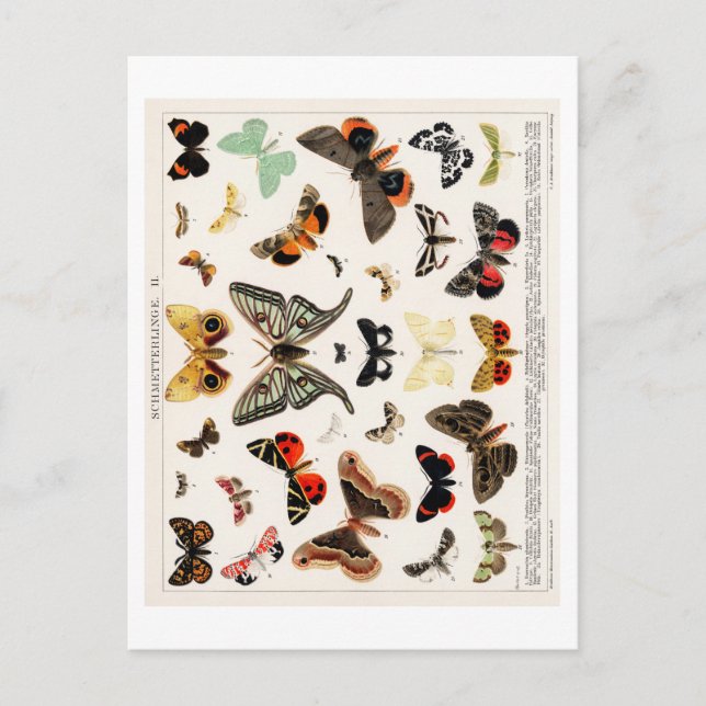 VINTAGE BUTTERFLY CHART POSTCARD POSTKARTE (Vorderseite)