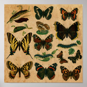Vintage Butterfly-Kollektion mit festgehaltenem Pa Poster
