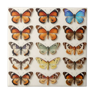 Vintage-Butterfly-Kollektionsraster-Display Fliese