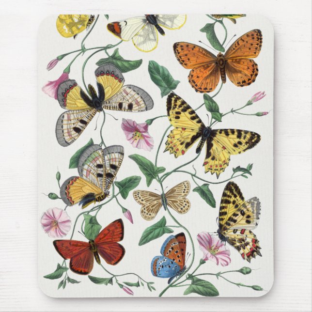 Vintage Butterfly & Moth-Malerei Mousepad (Vorne)