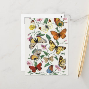 Vintage Butterfly & Moth-Malerei Postkarte