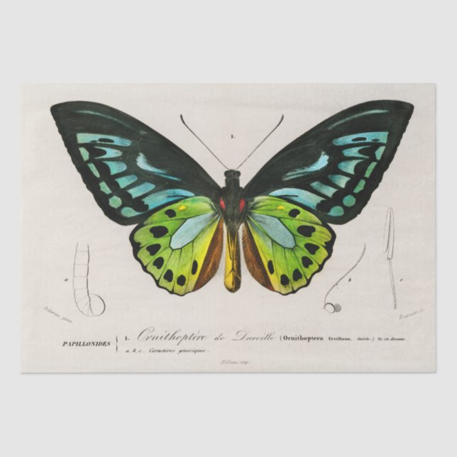 Vintage Butterfly-Spektrosse Seidenpapier (Vorderseite)