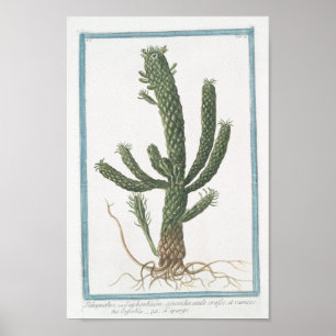Vintage Cactus Botanical Poster Art (8" x 12")