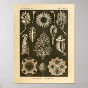 Vintage Calcispongiae Farbe Ernst Haeckel Druck Poster