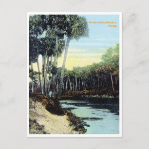 Vintage Caloosahatchee River Florida Postkarte