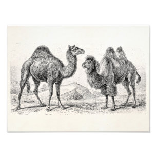 Vintage Camel Illustration - Retro Antique Camels Fotodruck