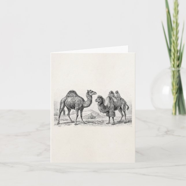 Vintage Camel Illustration - Retro Antique Camels Karte (Vorderseite)