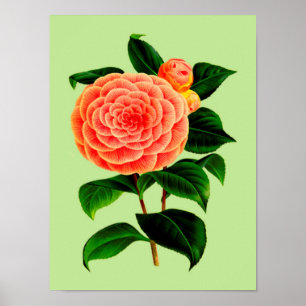 Vintage Camellia-Blume #2 Poster