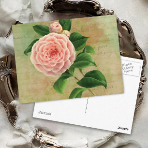 Vintage Camellia Französischer Botanischer Druck Postkarte