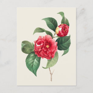 Vintage Camellia Japonica botanische Illustration Postkarte