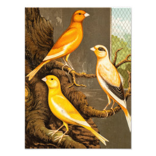Vintage Canary Song Bird Template Canaries des 18. Fotodruck