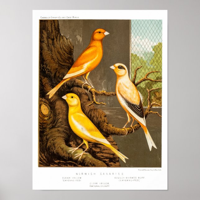 Vintage Canary Song Bird Template Canaries des 18. Poster (Vorne)