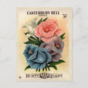 Vintage Canterbury Glockenblumen-Samenpackung Postkarte