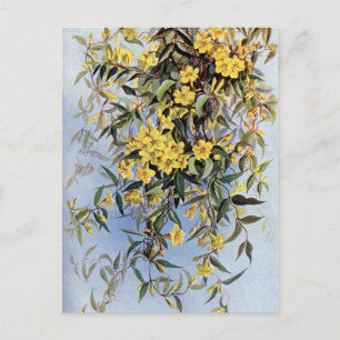 Vintage Carolina Jessamine Gelbe Blumen Floral Postkarte