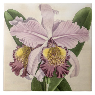 Vintage Cattleya Hardyana Orchideenblüte Fliese