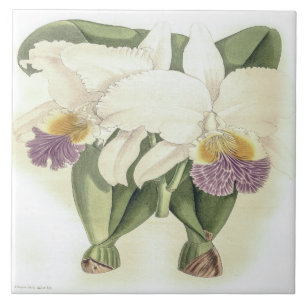 Vintage Cattleya Mendelii Bella Orchideenblüte Fliese