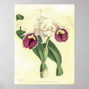 Vintage Cattleya Triana Orchideenblüte Poster