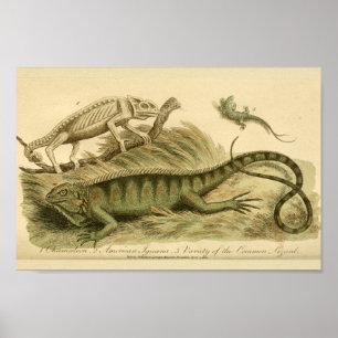 Vintage Chameleon Iguana Naturgeschichte Poster