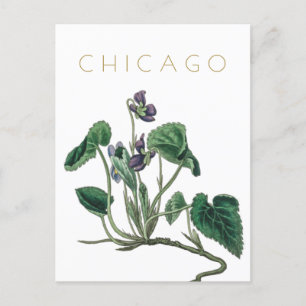 Vintage Chicago Blumen Reise Mitten des Jahrhunder Postkarte