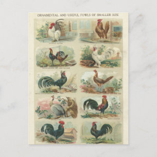 Vintage Chickens — Dekoral Fowls Postcard Postkarte