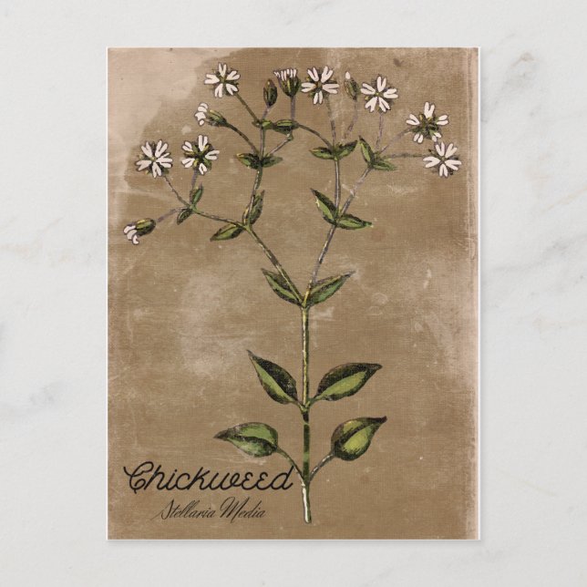 Vintage Chickweed Postkarte (Vorderseite)